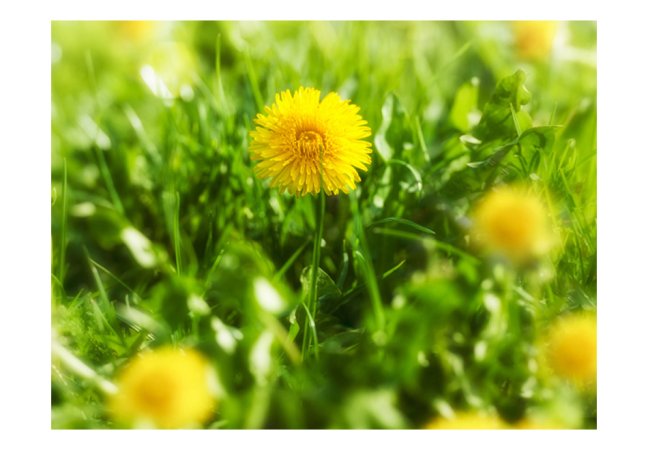 Fototapeta - Pampeliška květiny