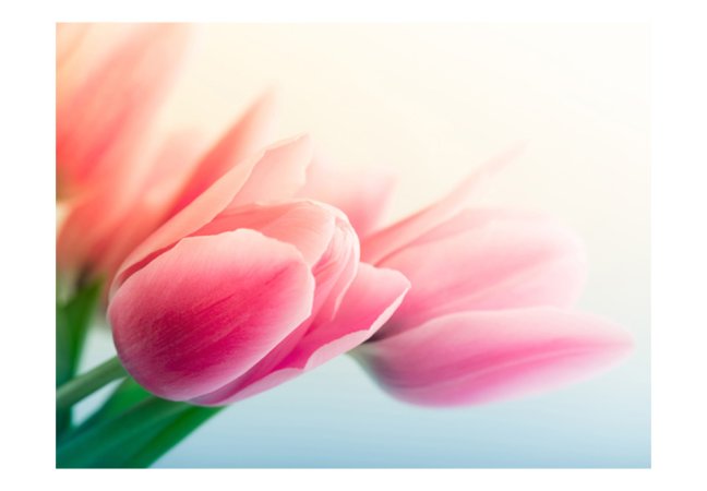 Fototapeta - Jar a tulipány