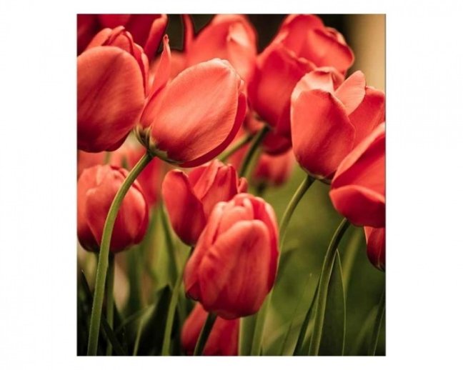 Fototapeta - Červené tulipány - Šířka x Výška: 225x250