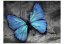 Fototapeta - Modrý motýľ