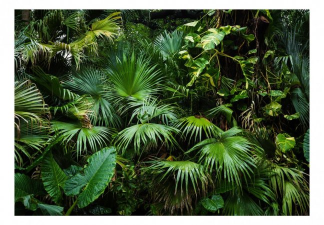 Samolepiaca fototapeta - Slnečná džungľa