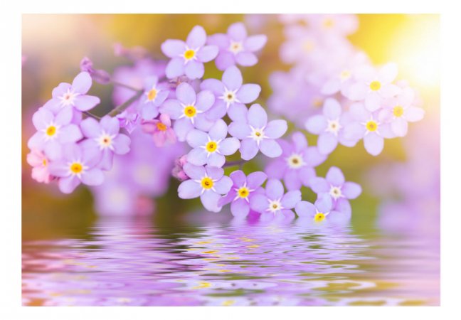 Fototapeta - Fialové květy