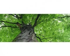 Panoramatická fototapeta - Koruna stromu