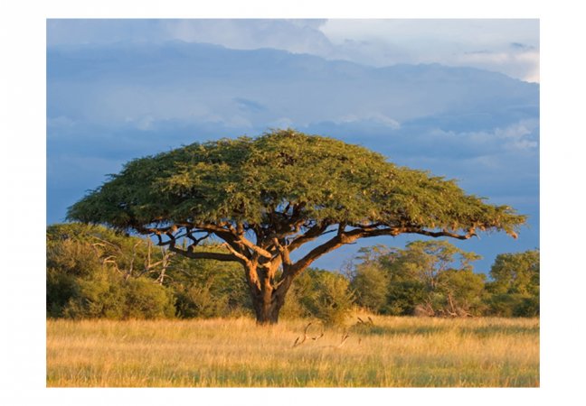 Fototapeta - Africká akácie strom, národný park Hwange, Zimbabwe