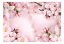Samolepiaca fototapeta - Jarný čerešňový kvet