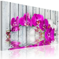 Obraz - Harmonie: orchidej II