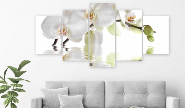Obraz - Nádherná orchidej