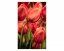 Fototapeta - Červené tulipány