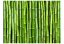 Fototapeta - Bambusový múr