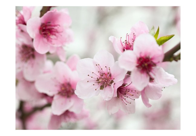 Fototapeta - Jarný, kvitnúci strom - ružové kvety