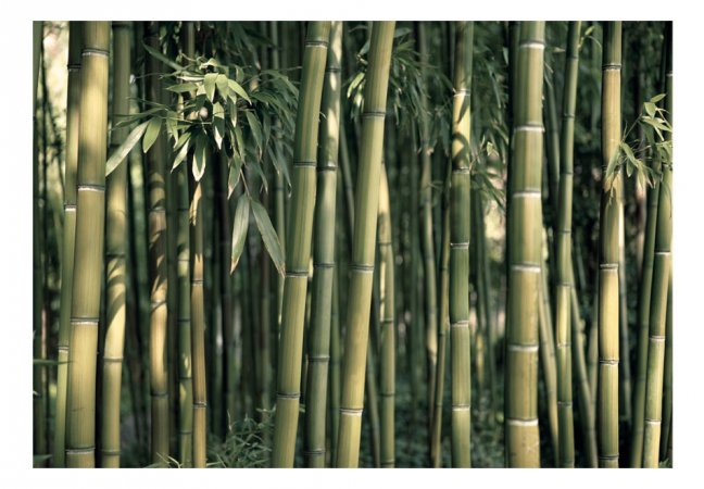 Fototapeta - Bambusová exotika