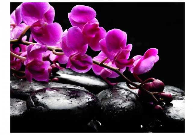 Fototapeta - Relaxačné chvíle: orchidey a kamene