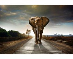 Fototapeta - Kráčející slon