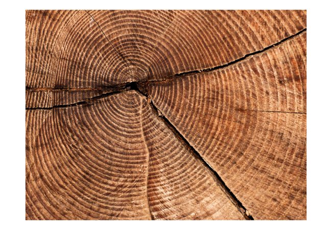 Fototapeta - Příčný průřez kmene stromu
