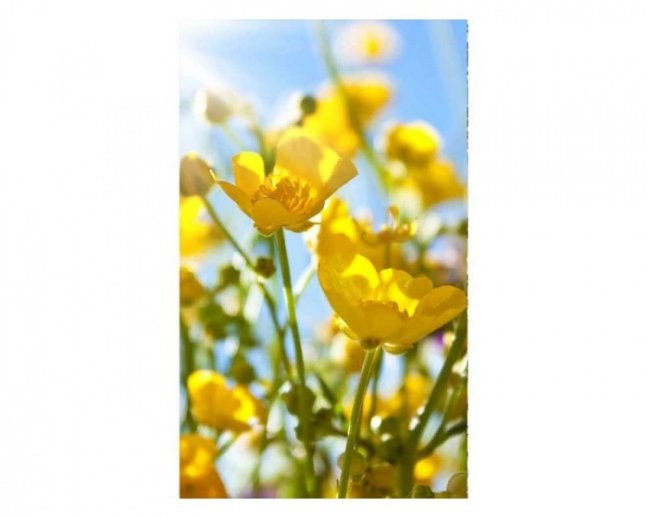 Fototapeta - Žlté kvety