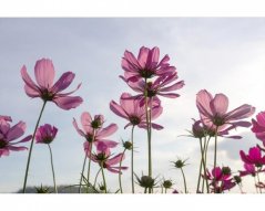 Fototapeta - Luční květiny