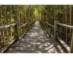 Fototapeta - Mangrovový les