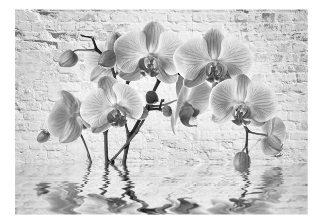 Fototapeta - Orchidej v odstínech šedi