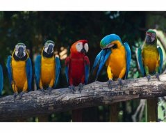 Fototapeta - Barevní papoušci Ara