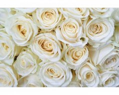 Fototapeta - Bílé růže