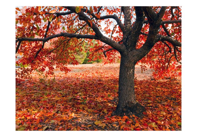 Fototapeta - Strom na jeseň