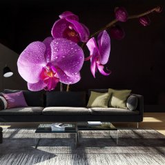 Fototapeta - Rosa na orchideji I