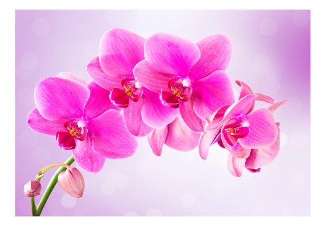 Samolepící fototapeta - Ohleduplnost květů orchidejí