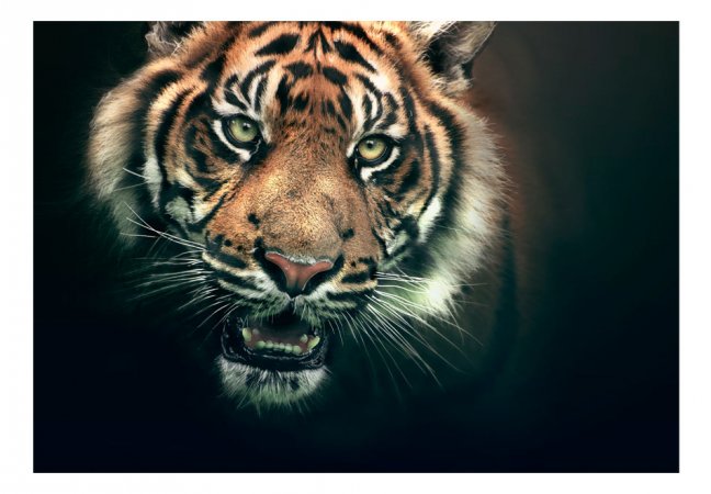 Fototapeta - Bengálský tygr
