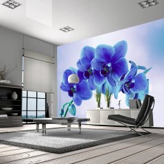 Samolepící fototapeta - Okamžiky samoty květu orchideje