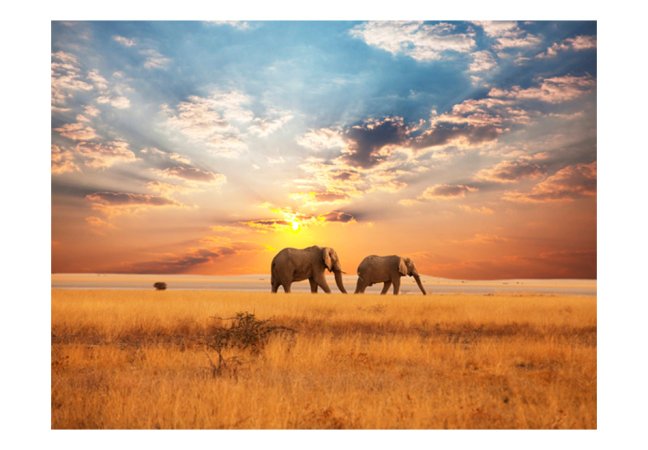 Fototapeta - Africkí slony v savane
