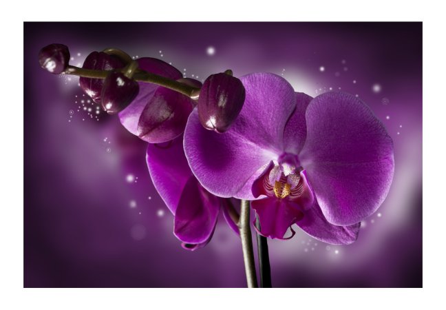 Fototapeta - Fialová orchidej