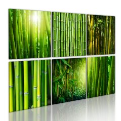Obraz - Mnoho tvárí bambusu