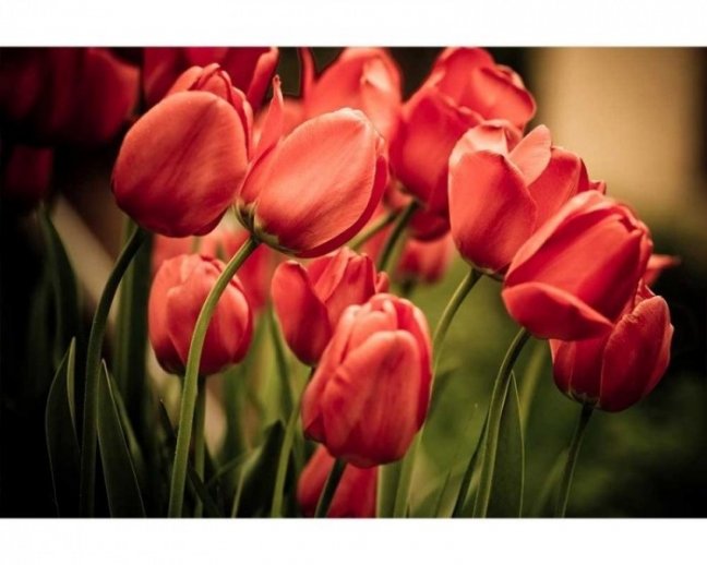 Fototapeta - Červené tulipány