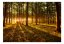 Samolepící fototapeta - Léto: Ráno v lese