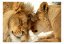 Samolepiaca fototapeta  - Nežnosť leva