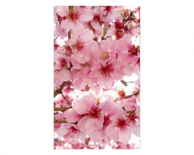 Fototapeta - Květy jabloní - Šířka x Výška: 375x250