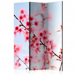 Paraván - Symbol Japonska - květy sakury