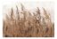 Samolepiaca fototapeta  - Vysoké trávy (hnedé)
