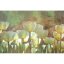 Fototapeta - Abstraktné biele tulipány