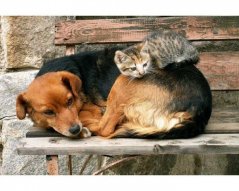 Fototapeta - Mačka a pes