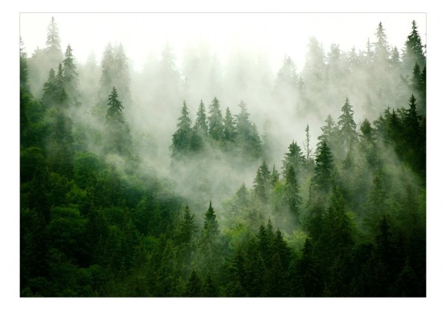 Fototapeta  - Horský les (zelená)